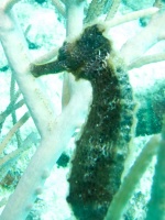 Long Snout Seahorse IMG 5922